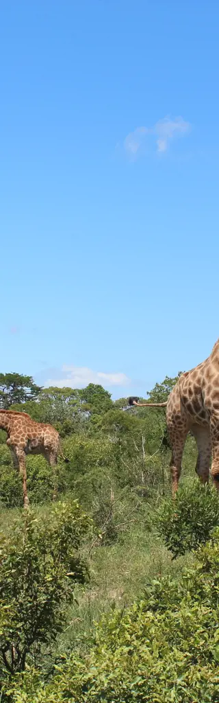Safari Südafrika